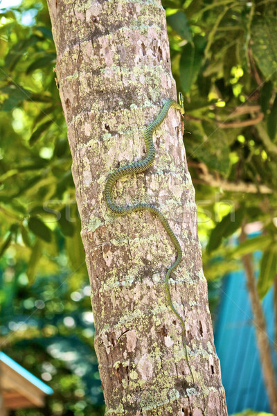 Serpent arbre vert escalade cocotier nature [[stock_photo]] © PetrMalyshev