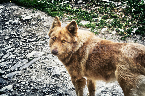 Kettő kutyák tartózkodás öreg út kutya Stock fotó © PetrMalyshev