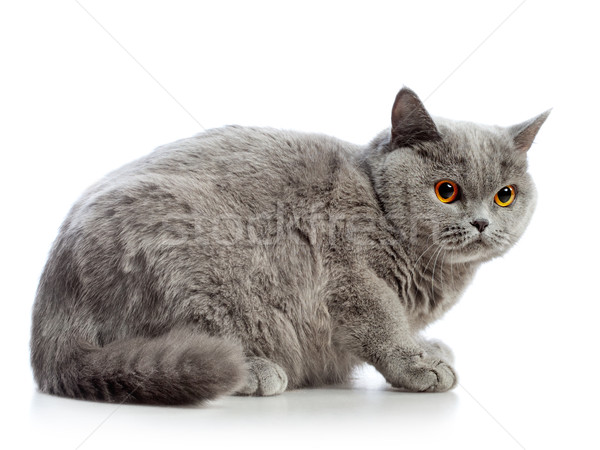 英国の ショートヘア 猫 青 孤立した 白 ストックフォト © PetrMalyshev