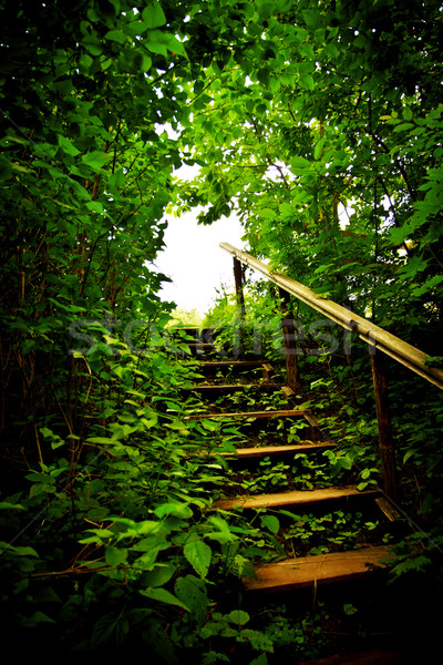 staircase in a thicket Stock photo © PetrMalyshev
