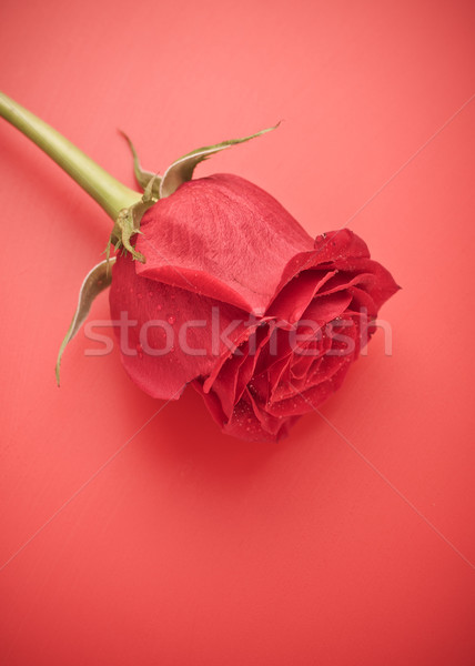 Stock foto: Rote · Rose · bud · dunkel · rot · Blume