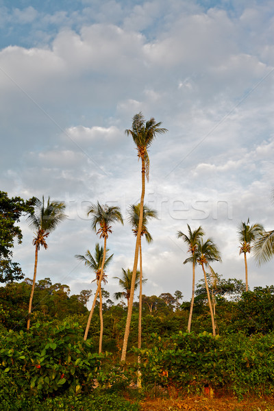 Tropic Jungle Stock photo © PetrMalyshev