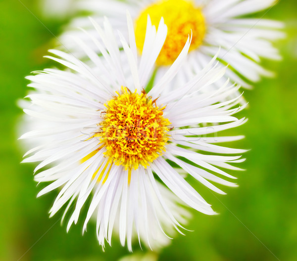 Virágok kert nyár százszorszép fehér gyönyörű Stock fotó © PetrMalyshev