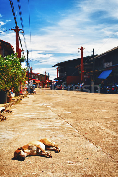 Vieux chien rues île Thaïlande nuages [[stock_photo]] © PetrMalyshev