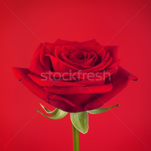 Foto stock: Rose · Red · flor · aumentó · hoja · fondo