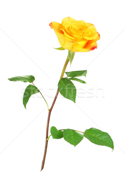 Foto stock: Amarillo · aumentó · flor · aislado · blanco · naturaleza