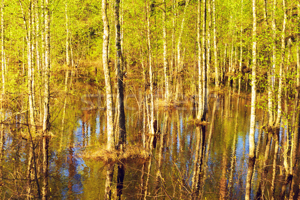 Flooded Forest at Spring Stock photo © PetrMalyshev