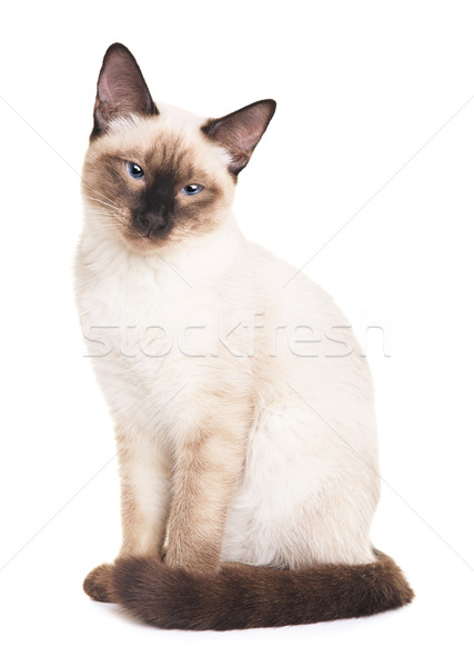 Thai Cat Portrait Stock photo © PetrMalyshev