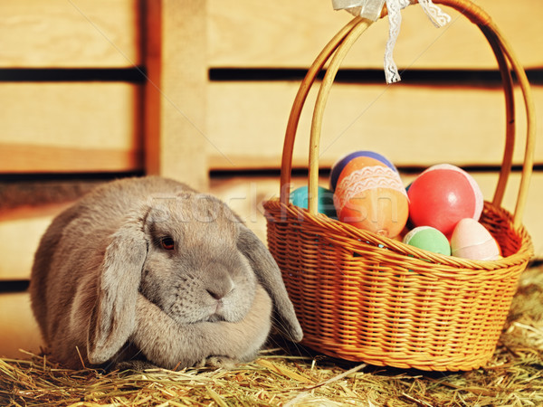 Lapin gris Pâques panier visage oeufs [[stock_photo]] © PetrMalyshev