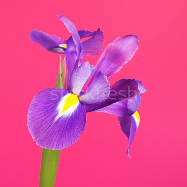 Blue Iris Flower Stock photo © PetrMalyshev