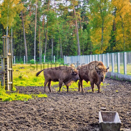 ヨーロッパの バイソン 野生動物 森林 ベラルーシ 緑 ストックフォト © PetrMalyshev