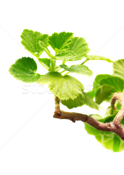 Stock foto: Blätter · grünen · isoliert · weiß · Blatt · Garten