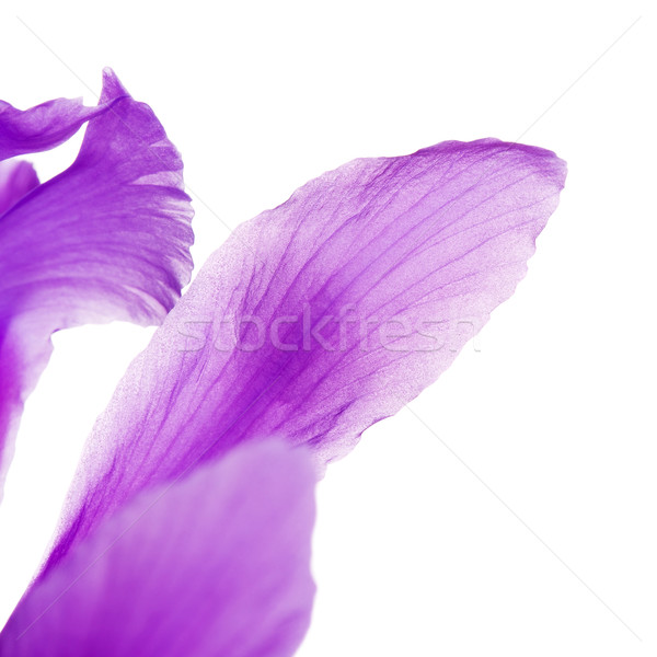 Violet Iris Flower Petals Stock photo © PetrMalyshev