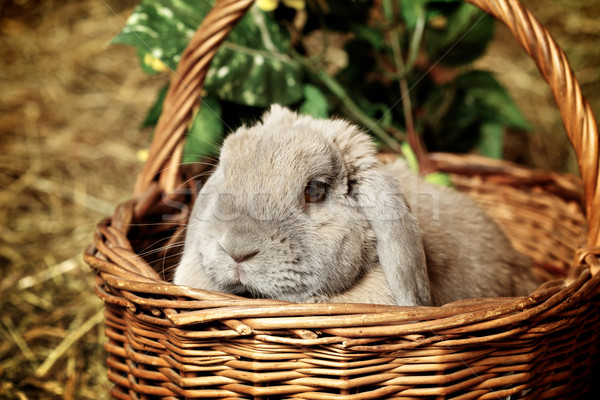 Conejo gris cesta Pascua cara funny Foto stock © PetrMalyshev