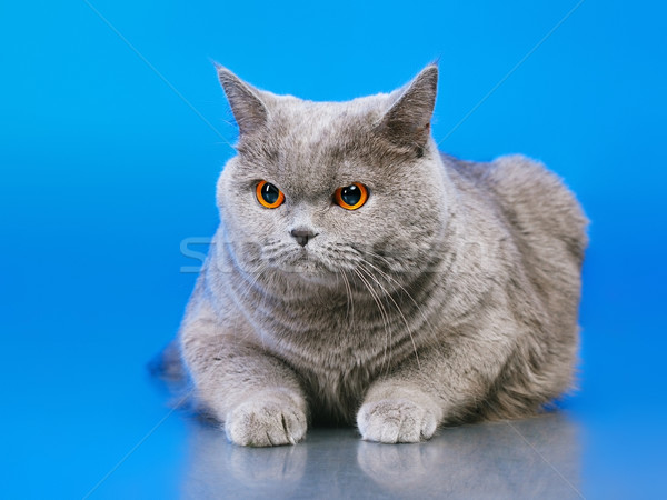 Britanic shorthair pisică albastru faţă fundal Imagine de stoc © PetrMalyshev