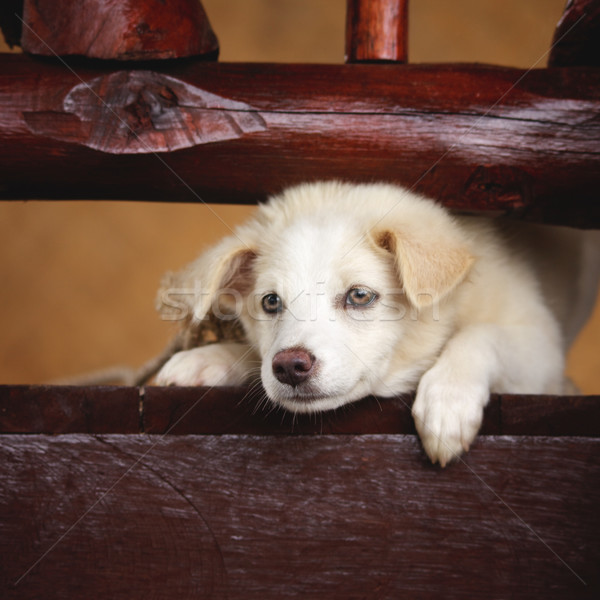 Labrador retriever puppy witte baby hout Rood Stockfoto © PetrMalyshev