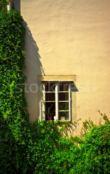 window on wall with ivy Stock photo © PetrMalyshev