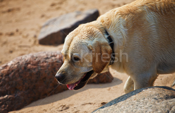 labrador retriever Stock photo © PetrMalyshev