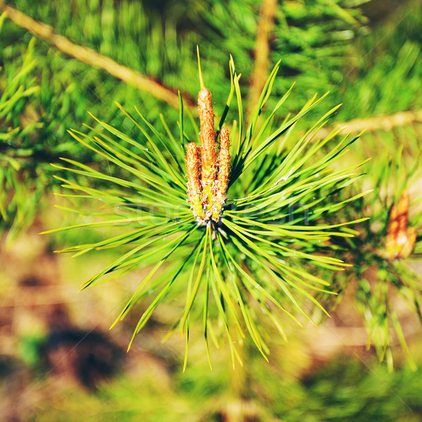 Blooming Pine Stock photo © PetrMalyshev