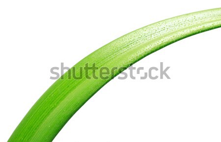 Yeşil yaprak uzun yalıtılmış beyaz sağlık arka plan Stok fotoğraf © PetrMalyshev