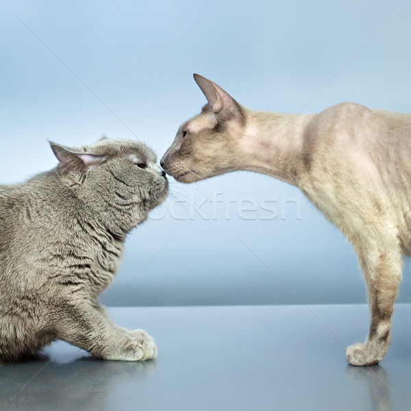 Dos gatos azul británico gato Foto stock © PetrMalyshev