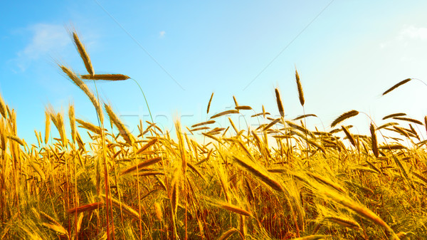 Gouden tarwe blauwe hemel zon landschap Stockfoto © PetrMalyshev
