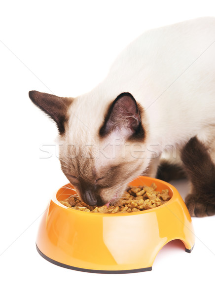 Thai Cat Eats Pet Food Stock photo © PetrMalyshev