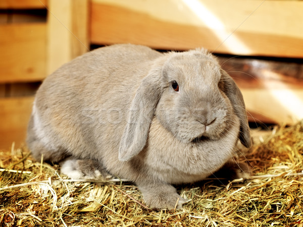 Conejo gris Pascua retrato funny Foto stock © PetrMalyshev