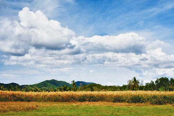 Thai paysage vert été jour Thaïlande [[stock_photo]] © PetrMalyshev