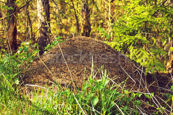 Big Anthill In The Forest Stock photo © PetrMalyshev