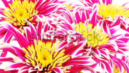 Red Chrysanthemum Closeup Stock photo © PetrMalyshev