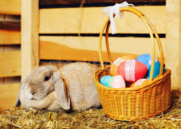 Lapin gris Pâques panier visage oeufs [[stock_photo]] © PetrMalyshev