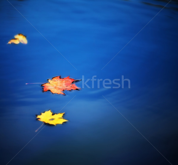 [[stock_photo]]: érable · laisse · eau · automne · herbe · nature