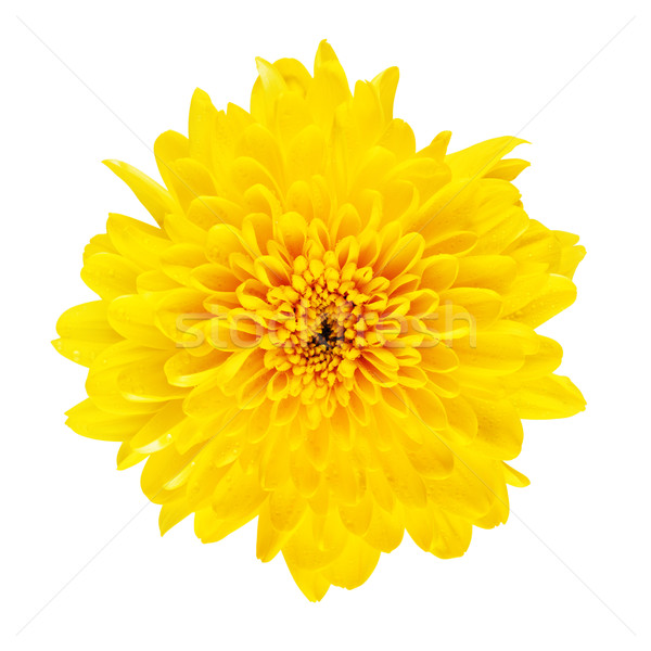 Yellow Chrysanthemum Flower Stock photo © PetrMalyshev