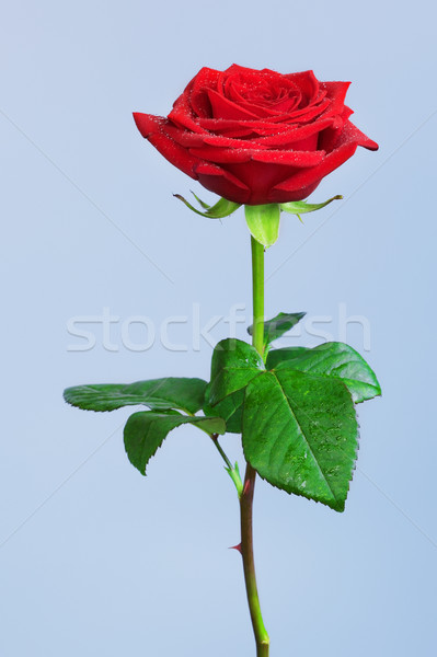 Red Rose Flower Stock photo © PetrMalyshev