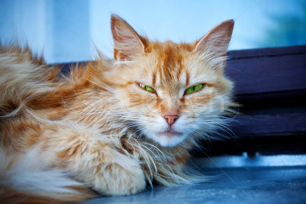 Rosso cat gli occhi verdi verde blu Foto d'archivio © PetrMalyshev