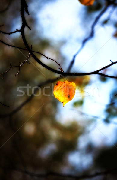 Eenzaam najaar blad boom bos groene Stockfoto © PetrMalyshev