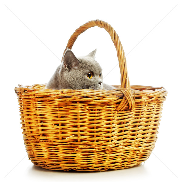 British Shorthair Cat Stock photo © PetrMalyshev