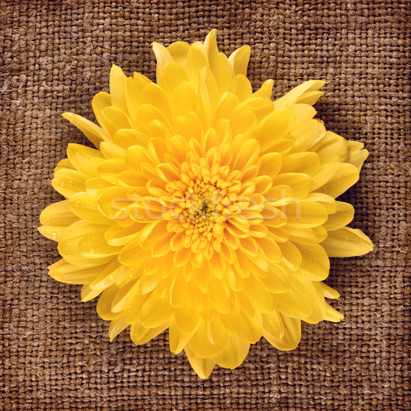 Jaune chrysanthème fraîches automne toile amour [[stock_photo]] © PetrMalyshev