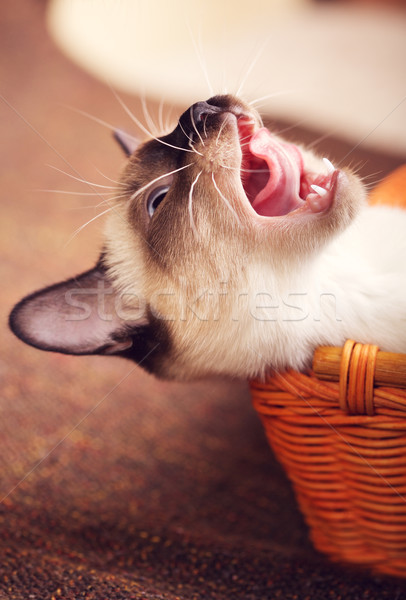 Stock photo: Thai Kitten Yawns