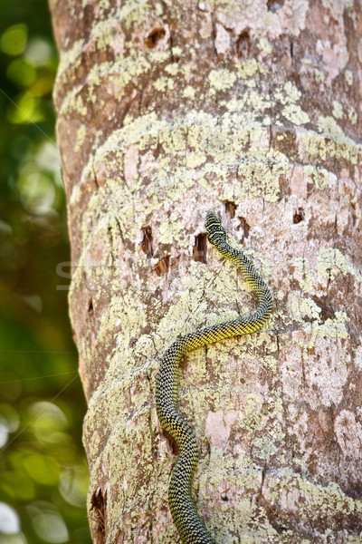 Snake on the Tree Stock photo © PetrMalyshev