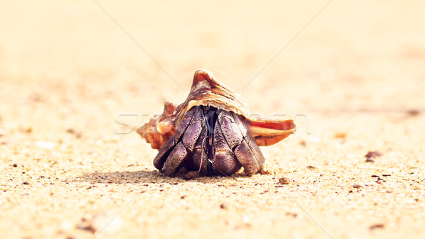 Hermit Crab Stock photo © PetrMalyshev