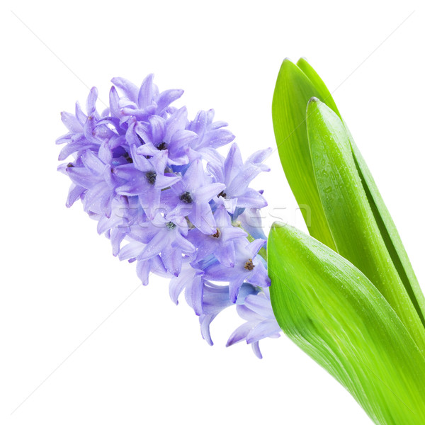 Beautiful Blue Hyacinth Stock photo © PetrMalyshev