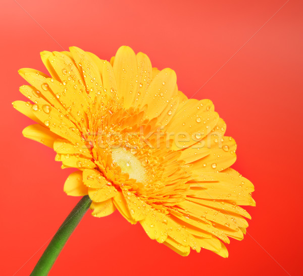 Foto stock: Amarelo · flor · belo · vermelho · jardim · verão