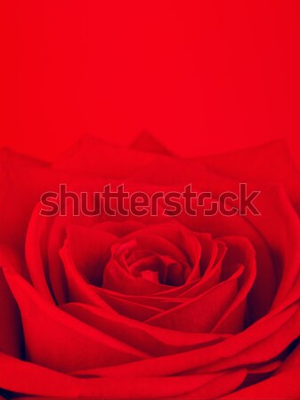 Red Rose Flower Stock photo © PetrMalyshev