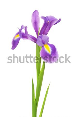 ストックフォト: アイリス · 花 · 美しい · 紫色の花 · 孤立した · 白