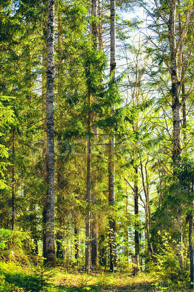 Mixed Forest at Summer Stock photo © PetrMalyshev