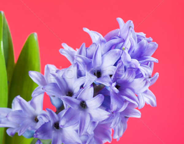 Blue Hyacinth Flower Stock photo © PetrMalyshev