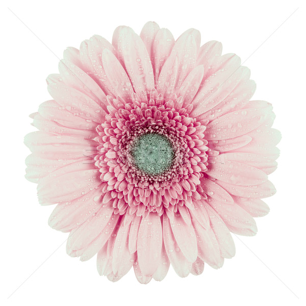 Stock photo: Pink Gerbera