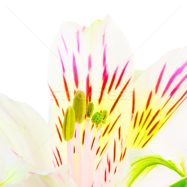 White Lily Stock photo © PetrMalyshev